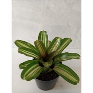 [Paling Horticulture Sdn Bhd] Real Live Plant – Neoregeila Bromeliad