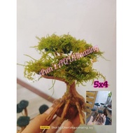 ♞,♘,♙bonsai tree for aquarium