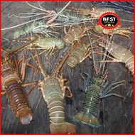 Lobster Laut Hidup 1Kg Isi 3-4 Best Seller
