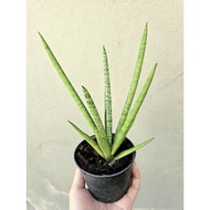Sansevieria Boncel Silver Crown | 14.10.23
