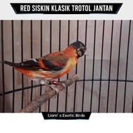 PROMO / TERMURAH Burung Red Siskin Klasik Trotol Jantan TERBAIK