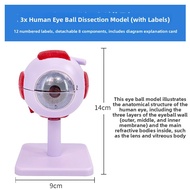Magnified Eye Anatomical Model