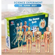 3D Human Body Model 28cm Anatomy Organ Assembly Human Skeleton Science Experiment Sains Model Manusi
