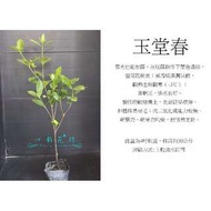 心栽花坊-梔子花，玉堂春/3吋/開花植物/綠化植物/售價40特價35