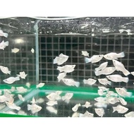 000 PKBM 1Pc MALE Or FEMALE 733