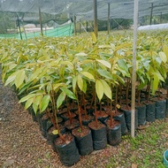 ต้นทุเรียนหมอนทองเสียบยอดจากชุมพรสูง50-60เซนติเมตรรุ่นปลายปีครับพร้อมปลูก(ขนส่งkerry)(ส่งขั้นต่ำ2ต้น)