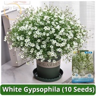 High Quality White Gypsophila Seeds (10 Seeds) Benih Bunga Babysbreath Gypsophila Bonsai Flower Seed