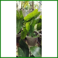 ♙ ∣ ◙ STABLE & LIVE!!! BURLE MARX PHILODENDRON  PLANT