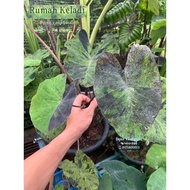 Colocasia Mojito Rare Hight Var Dark Steam From USA 🇺🇸Collection🤩