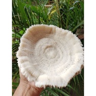 Seashell 7-8in aquarium arts and crafts decoration