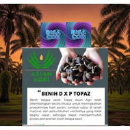 Bibit Benih Kecambah Polong Kelapa Sawit Topaz GT Unggul dan Berkualitas Original + Sertifikat
