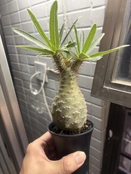 塊根植物