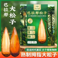 Yunnnan Barana Pine Nuts Thumb Big Pine Nuts Yunnan Barana Pine Brazil Pine Nuts Barana Pine Nuts