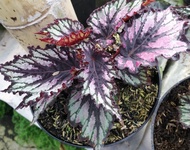 Tanaman Hias Begonia Rex Hybrid/Tanaman Hias Murah Bandung