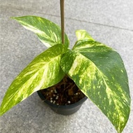 อิพิด่างเหลือง (Epipremnum Pinnatum Aureum Variegated)