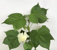 棉花種子 棉花樹 棉花 觀賞植物 綠化植物 庭園植物 棉製品作物