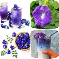 BIBIT TANAMAN HERBAL BUNGA TELANG BIBIT TELANG BIBIT BUNGA TELANG SUPER MURAH
