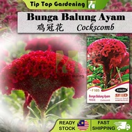 F105 COCKSCOMB JC GARDEN FLOWER SEED BIJI BENIH BUNGA BALUNG AYAM