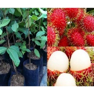 POKOK ANAK - rambutan anak sekolah(hybrid)