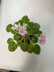 非洲紫蘿蘭花苗迷你種Tiyuan’s Rin Rin