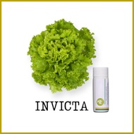 ♈ ◐ ◱ Rijk Zwaan Lettuce Pelletized 100 Seeds | Nutrihydro