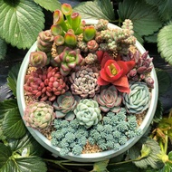 【Succulent】 Novice Succulents Common Goods Succulents Large Platter Super cute succulent combination