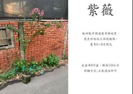 心栽花坊-紫薇/九芎/8吋/隨機花色/開花植物/綠籬植物/售價350特價300