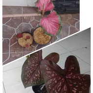 tanaman paketan caladium thailand