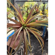 Airplant - T.Love knot