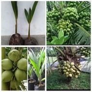 paket bibit kelapa hibrida hijau dan kelapa pandan wangi