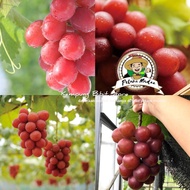 Bibit Anggur Import Ruby Roman Garansi Valid
