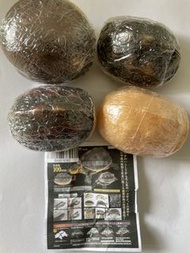 陸龜 扭蛋全套四款