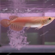 Ikan Hias Arwana / Arowana Super Red Baby