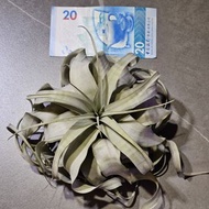 空氣鳳梨 空氣草 霸王