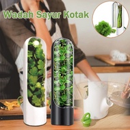 Vegetable Leaf Storage Container/Herb Storage Container for Leaves/Onions, Celery, Basil Herb Keeper