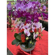 10 in 1 Phalaenopsis real live plant with pot free organic fertiliser 0.5kg free organic soil 3kg