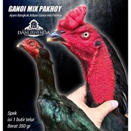 Ayam Bangkok super Ganoi mix Pakhoy telur siap tetas