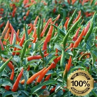 SILING LABUYO PLANT SEEDS