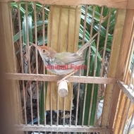 Burung Prenjak Bawah/ Lumut Gacor Jinak Pur total