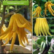 ANAK POKOK LIMAU TANGAN [WEST MALAYSIA ONLY] [WEST MALAYSIA ONLY]