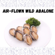 Air Flown Wild Whole Abalone (6 pieces)