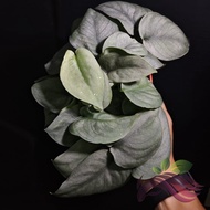 Scindapsus Silver Platinum by LS Group