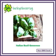 Italian Basil / Basil Genovese / Sweet Basil - *Seeds from SG*