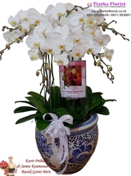 rangkaian anggrek bulan pot keramik besar / anggrek bulan / bunga vas