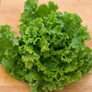 ULTIMA LETTUCE SEEDS (1200 seeds)