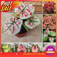 7 Pcs Rare Caladium Seeds for Planting Flower Seeds Malaysia Ready Stock Sarawak 五彩芋种子