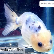 RANCHU SAPI LIONCHU COWCHU GOLDFISH Mas koki ranchu hitam putih ♦♦