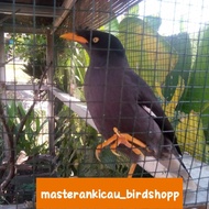 burung jalak kebo gacor mewah jinak