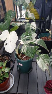 日本白斑龜背芋 Japan monstera deliciosa var.