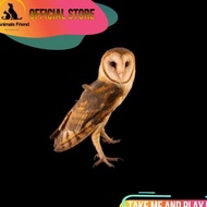 Burung Hantu Tyto Alba / Barn Owl Gratisongkir